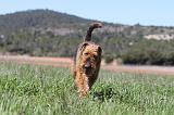 AIREDALE TERRIER 130